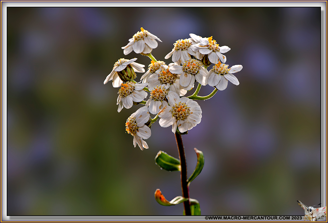 Camomille du Piémont